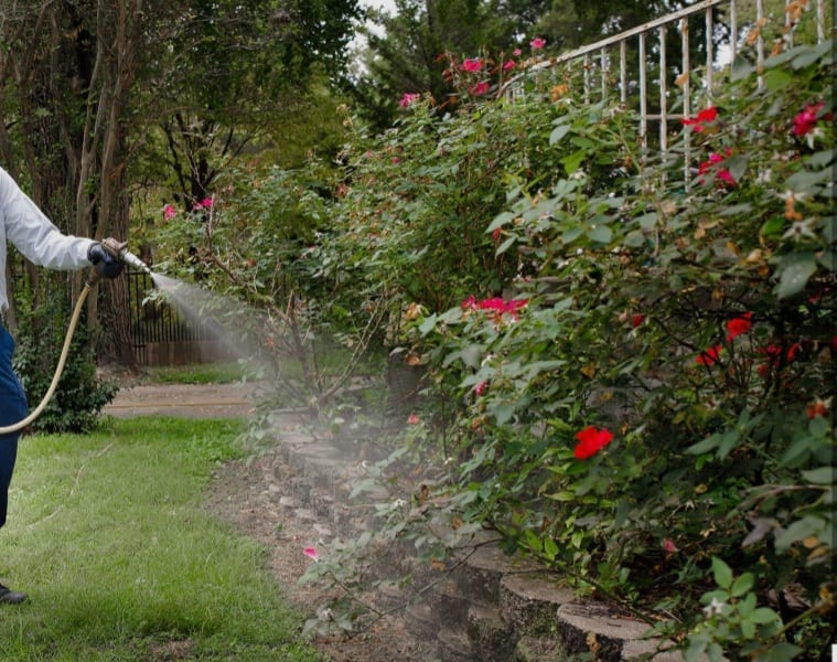 Targeted pest control treatment on rose garden