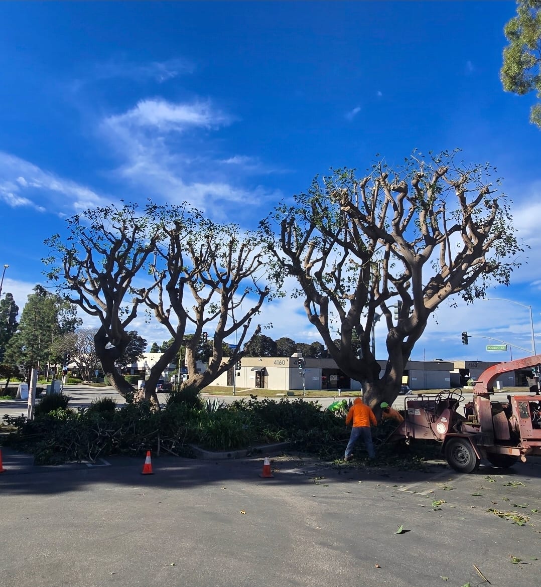 Commercial tree work with crown reduction and chipper